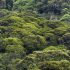 Rainforest landscape in Aberdare National Park, Kenya
